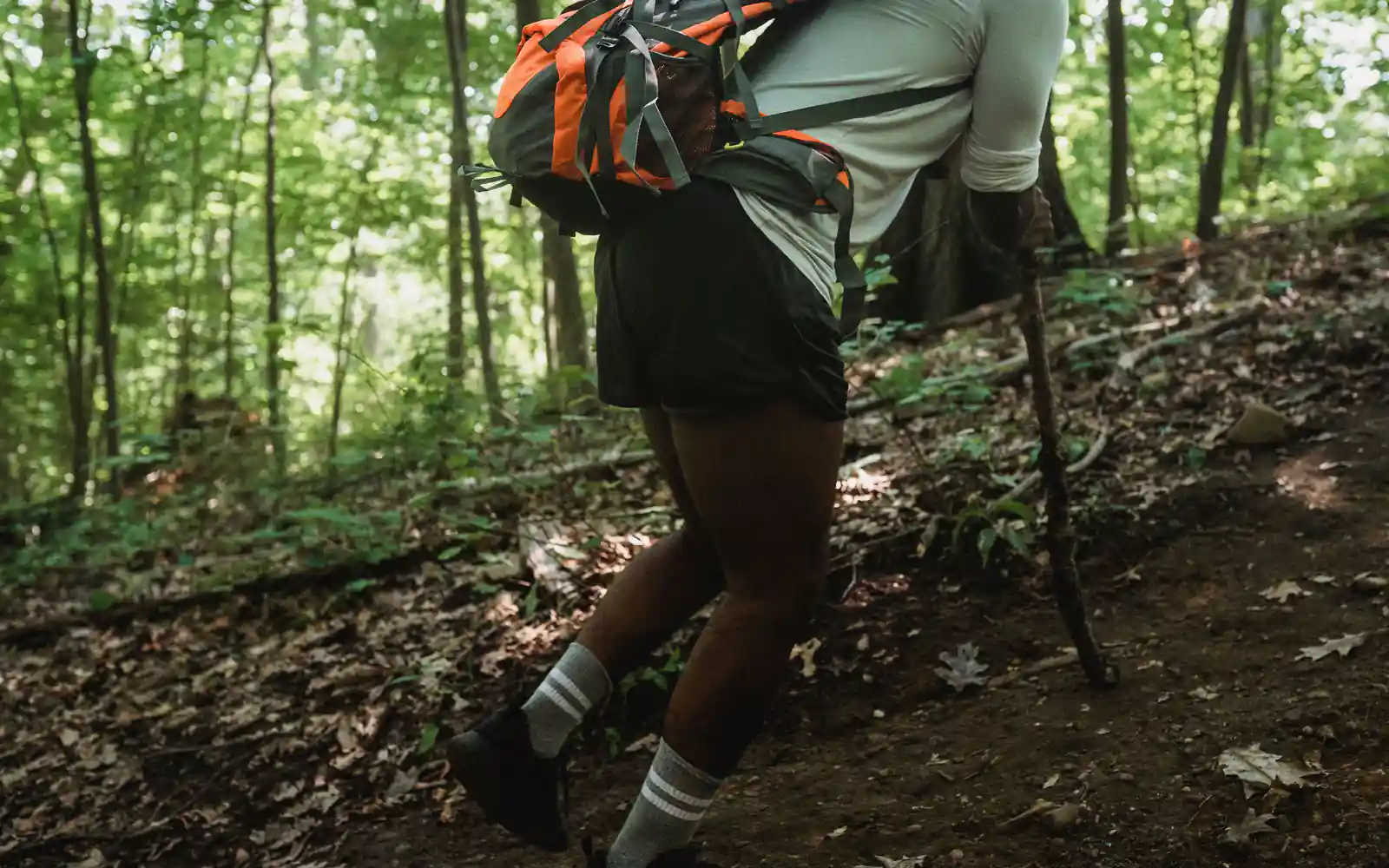 A hiker carrying a loaded backpack with a rolled mat climbs a leafy forest slope with a wooden walking stick